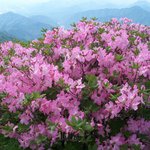 <b>소백산</b> 철쭉 31