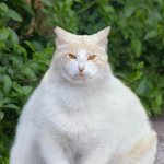 <b>a라인</b> 고양이-중독성이 강함