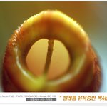 ╋.'... <b>식충</b>식물 : 네펜데스 2
