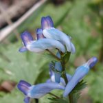 <b>빗살</b>현호색