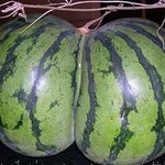 난감한 엉덩이 <b>수박</b>?