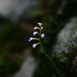 병아리<b>난초</b>