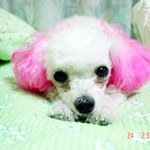 너무 이쁜 울 <b>이랭</b>이~몽실이~^^