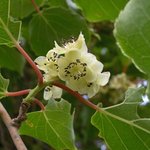 키위(<b>다래</b>)와 키위새