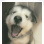 <b>강쥐</b> 화났다