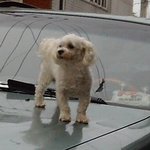 차위의 <b>강지</b>