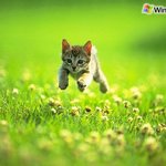 달리는: <b>야옹</b>이.