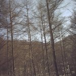 청태산 자연휴양림 <b>폰카</b> 사진