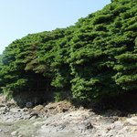 <b>천연</b>기념물 123호 - 부안 격포리 후박나무군락