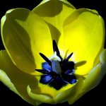 화려한 꽃잎 - <b>yellow</b> (2)