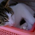나! <b>자요</b>