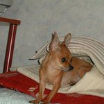 <b>미미</b>..여우 같은것..ㅋㅋ