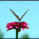 <b>호랑</b>나비