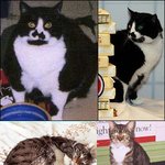 다이어트 퀸 고양이, 절반 감량