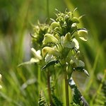 <b>만주</b>송이풀