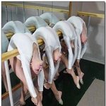 <b>빨래</b>인가?인간인가?