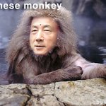 <b>일본원숭이</b>-고이즈미