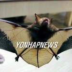 진도 가사도서 천연기념물 '황금<b>박쥐</b>' 발견