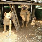 오도<b>방정</b> 떨다가 결국 머리 찧은 누렁이