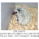 세계 <b>희귀종</b> 동물들 본적있어?