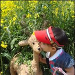 유채밭 <b>은밀</b>한(?) 사랑나누기
