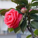 잊혀진 <b>동백</b>8