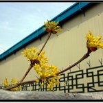 <b>도심</b>속의 봄.. 산수유꽃과 천리향..