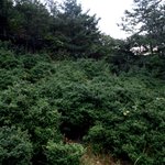 <b>천연</b>기념물 124호 - 부안 중계리 꽝꽝나무군락