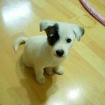 이름은 <b>망치</b>~ <b>망치</b>가 사진찍는다니깐 쳐다보네~ ㅋㅋㅋ