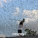 멕시코에도 <b>메뚜기</b>떼