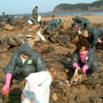 충남 <b>태안</b> 바다 기름 유출 제거 봉사활동