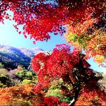 가을<b>단풍</b>