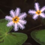 어리<b>연꽃</b>2
