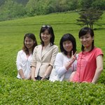 <b>보성</b>차밭에서