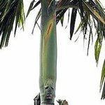 <b>말레이시아</b>의 공포스러운 얼굴 나무