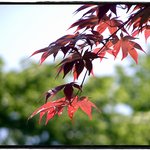 붉은 <b>단풍</b>