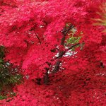 <b>바탕</b>화면 가을 숲 01