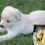 <b>울</b>집 강아지~ 진돗개 백구 태어난지 1달<b>반</b>