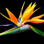 화려한 꽃잎 - <b>yellow</b> (4)