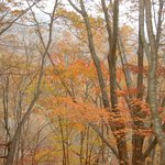 지리산 화엄사 &amp; 계곡 <b>단풍</b> -2