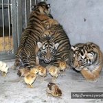 <b>쪽수</b>에 밀린 산중호걸