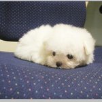 울 <b>말티</b>를 소개합니다 *^^*