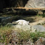 호랑이 <b>체면</b> 말이 아니네