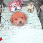 아파서 <b>입원</b>한 강이지 ^^^^