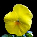 화려한 꽃잎 - <b>yellow</b> (5)