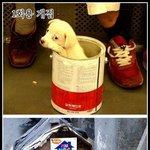 종류별로 나눈 <b>개집</b>이오