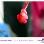 이<b>꽃</b>이<b>이름</b>을 알려주세요 ㅜ.ㅜ