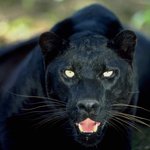 <b>black</b> leopard-3