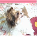 ☆ <b>봉순</b>이...+ 공...☆