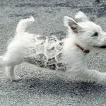 차에 깔리고도 <b>멀쩡</b>한 강아지